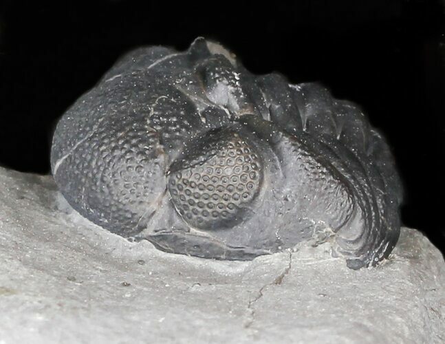 Curled Eldredgeops Trilobite With Nice Eyes - New York #35147